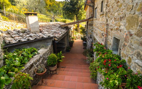 Casale Montanare: Plante, Bygning, Blad, Blomsterkrukke, Træ, Vindue, Vegetationen, Gul, Vejbelægning, Væg