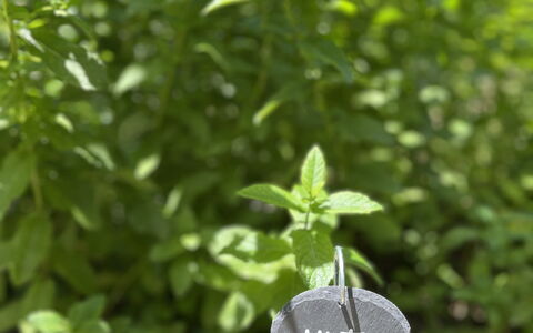 La Casa Dei Glicini - Levanto: Plante, Blad, Terrestrisk Plant, Bunddække, Græs, Busk, Etårig Plante, Jord, Blomstrende Plante, Have