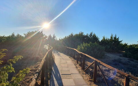 La Butterfly: Himmel, Plante, Naturlige Landskab, Træ, Sollys, Færdselsåre, Træ, Græs, Vej, Landskab