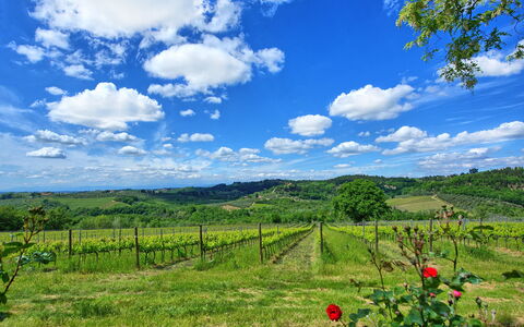 Maggiano: Sky, Plante, Himmel, Plantesamfund, Økoregion, Naturlige Landskab, Blå, Blomst, Land Lot