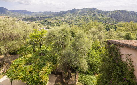 La Casa Dei Limoni, Camaiore, Pet Friendly, Wifi: Træ, Natur, Blad, Naturligt Miljø, Vegetationen, Bakke, Landdistrikt, Plantesamfund, Forår, Hill Station