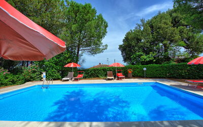 Leccino - Montaione, Toscana, Italien - Leccino 1