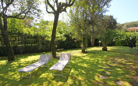 Villa Le Macchie: Plante, Himmel, Træ, Skygge, Naturlige Landskab, Land Lot, Sollys, Landskab, Fritid, Græs