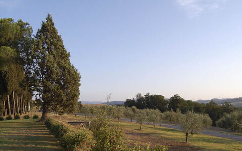 Santo Stefano: Træ, Blad, Naturligt Miljø, Naturlige Landskab, Almindeligt, Landskab, Land Lot, Bagagerum, Vedplante, Plantation