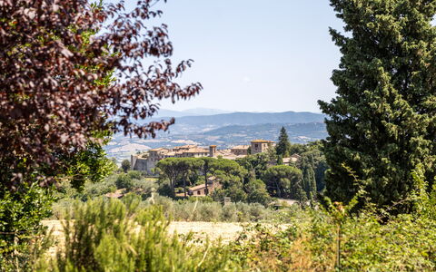 Poggio Padule: Blad, Træ, Natur, Vegetationen, Busk, Landskab, Plantesamfund, Land Lot, Landdistrikt, Sollys