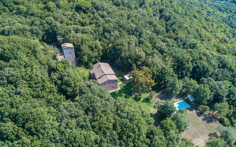 Villa Linchiano: Træ, Naturligt Miljø, Natur, Vegetationen, Skov, Plantesamfund, Landdistrikt, Jungle, Estate