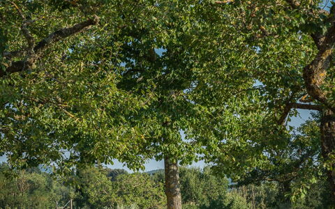 Casalberna: Blad, Træ, Græs, Afdeling, Almindeligt, Græs-, Land Lot, Bagagerum, Lawn, Vedplante