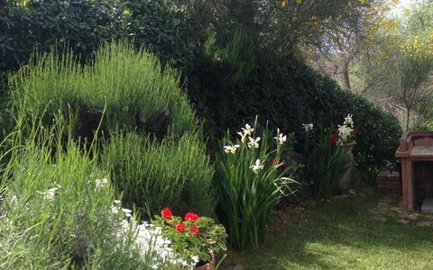 Casa Viola Pool, Wifi, Montaione: Vegetationen, Busk, Plantesamfund, Have, Forår, Landscaping, Backyard, Gård