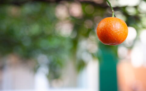 La Casa Dei Mandarini: Fremstille, Frugt, Orange, Ingrediens, Naturlige Fødevarer, Mad