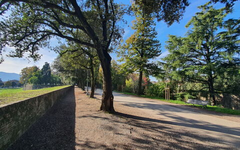 Ai Cantici: Træ, Blad, Natur, Naturligt Miljø, Græs, Afdeling, Vegetationen, Naturlige Landskab, Landskab, Almindeligt