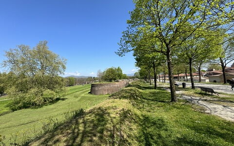 Il Cervo In Città: Træ, Græs, Afdeling, Græs-, Almindeligt, Bunddække, Eng, Have, Lawn, Pasture