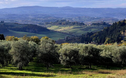 Novellina: Træ, Naturligt Miljø, Græs, Natur, Blad, Bakke, Naturlige Landskab, Vegetationen, Græs-, Almindeligt