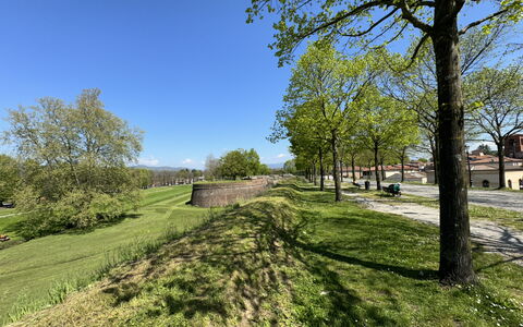 Al Civico 80: Himmel, Græs, Træ, Grøn, Natur, Blad, Afdeling, Naturlige Landskab, Græs-