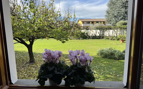 Villa Lory: Blomst, Kronblad, Blomsterkrukke, Forår, Have, Blomsterhandlere, Stueplante, Tulipan