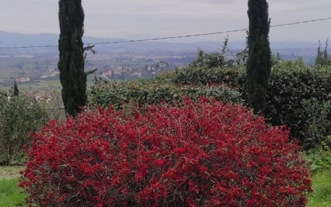 Villa Luce San Miniato: Rød, Blomst, Busk, Plantesamfund, Forår, Vedplante, Blomstrende Plante, Have, Shrubland