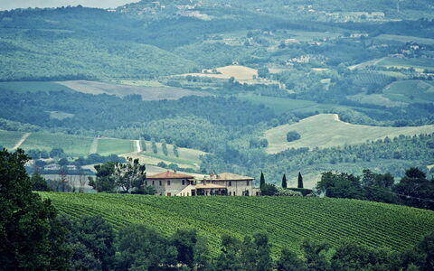 Selvamica: Bakke, Naturlige Landskab, Highland, Horisont, Græs-, Landskab, Landbrug, Landdistrikt, Mark, Plantation