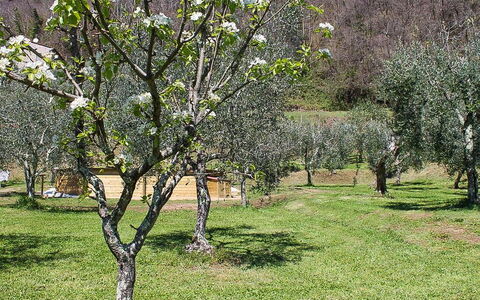 Il Casale di San Jacopo con Piscina Privata: Afdeling, Træ, Busk, Plantesamfund, Græs-, Land Lot, Kvist, Bagagerum, Forår