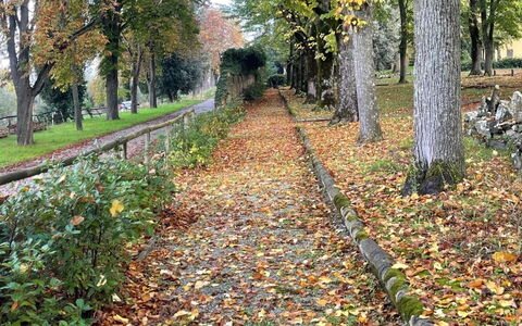Loft Borgo Syrah: Blad, Træ, Natur, Efterår, Bagagerum, Woodland, Bunddække, Walkway, Vedplante, Sti