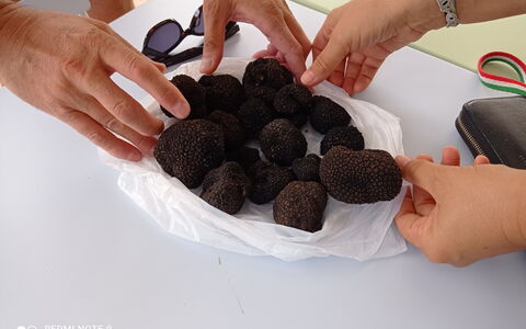 Villa Campo al Vento - Country Farm: Ingrediens, Mad, Svamp