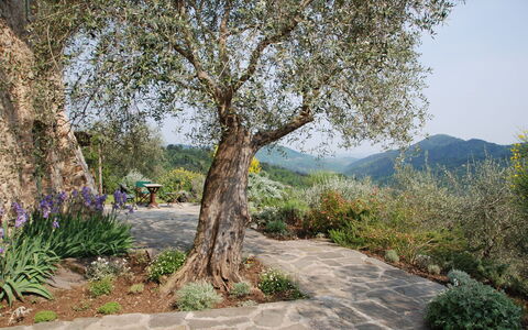 La Sorgente: Træ, Blad, Natur, Afdeling, Vegetationen, Busk, Bagagerum, Forår, Kvist, Vedplante