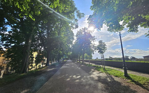 Alle Gardenie: Blå, Træ, Natur, Blad, Afdeling, Grøn, Sollys, Bagagerum, Morgen, Forår