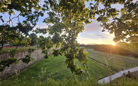 Alle Gardenie: Grøn, Blad, Natur, Gul, Sommer, Landskab, Sollys, Morgen, Mark, Kvist