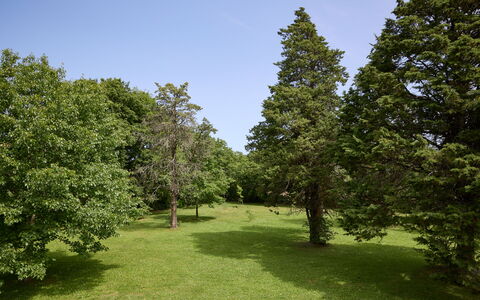 Casa Mancini, Holiday Villa, San Galgano: Træ, Blad, Græs, Naturligt Miljø, Afdeling, Vegetationen, Busk, Græs-, Almindeligt, Plantesamfund
