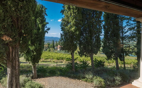 Villalta 18+2: Blad, Vegetationen, Busk, Have, Landscaping, Evergreen, Plantation, Pine Family