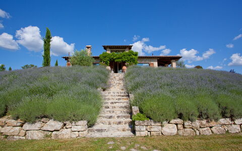 Casale delle Lavande 10: Busk, Plantesamfund, Land Lot, Have, Eng, Plantation, Shrubland, Landscaping, Lavendel