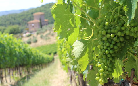 Marangole 12: Landbrug, Vineyard, Plantation, Mad, Frugt