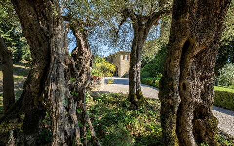 Tenuta Sagherina 8: Afdeling, Blad, Bagagerum, Kvist, Vedplante, Have, Skygge, Landscaping, Skygge, Backyard