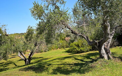 Villa le Cave 12: Træ, Græs, Blad, Afdeling, Vegetationen, Græs-, Busk, Plantesamfund, Almindeligt, Land Lot