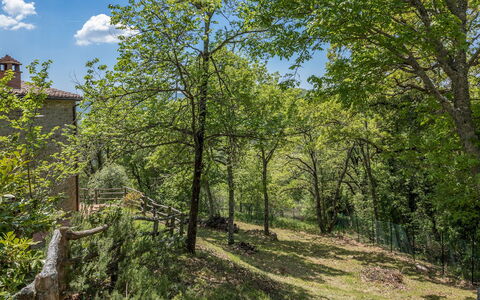 Casa Largnano 6+2: Afdeling, Træ, Blad, Natur, Vegetationen, Busk, Plantesamfund, Kvist, Forår, Bagagerum