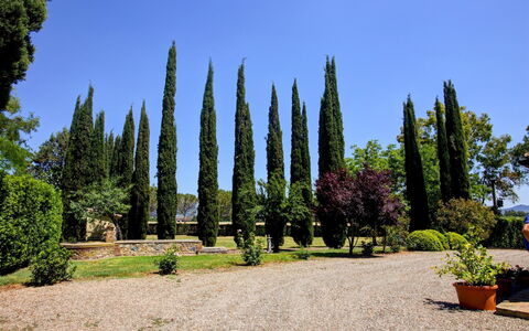 La Magia 8+2: Blad, Grøn, Busk, Bagagerum, Have, Vedplante, Landscaping, Evergreen