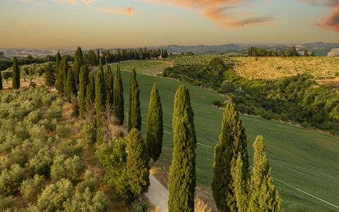 Podere Casanovina 12: Naturlige Landskab, Landskab, Almindeligt, Land Lot, Plantation, Mark, Eng, Landscaping