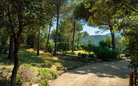 Villa Il Faro 10: Blad, Træ, Natur, Grøn, Afdeling, Vegetationen, Busk, Plantesamfund, Have, Bagagerum
