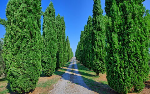 Casale Giulio: Træ, Thuya, Plante, Vedplante, River Juniper, Red Juniper, Biome, Busk, Evergreen