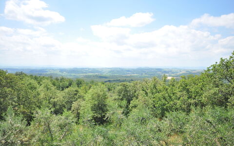 Podere Orietta: Vegetationen, Shrubland, Naturligt Miljø, Naturreservat, Plantesamfund, Ødemark, Træ, Biome, Himmel, Tropisk Og Subtropisk Nåleskov