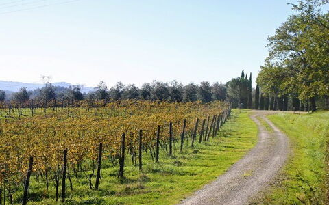 La Selva: Naturlige Landskab, Træ, Vineyard, Landbrug, Mark, Land Lot, Plante, Blad, Landdistrikt, Vedplante