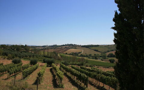Fattoria le Chianacce: Vineyard, Landbrug, Mark, Land Lot, Træ, Landdistrikt, Bakke, Himmel, Chaparral, Landskab