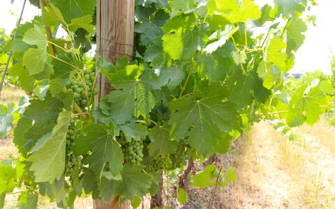 Santa Vittoria: Blomst, Mad, Plante, Frugt, Vedplante, Landbrug