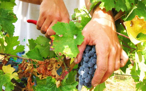 Villa Cantagallo: Mad, Plante, Grøn, Frugt, Naturlige Fødevarer, Finger