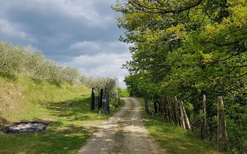 Agriturismo Ca di Vestro: Plante, Himmel, Sky, Naturlige Landskab, Vegetationen, Græs, Vejbelægning, Træ, Færdselsåre, Græs-