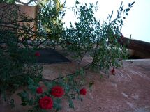 Feriebolig:&nbsp;Sant'elena