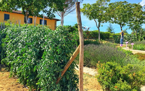 Podere Sant'angelo: Plante, Træ, Ejendom, Busk, Plantation, Land Lot, Landbrug, Farm, Afgrøde, Blomst