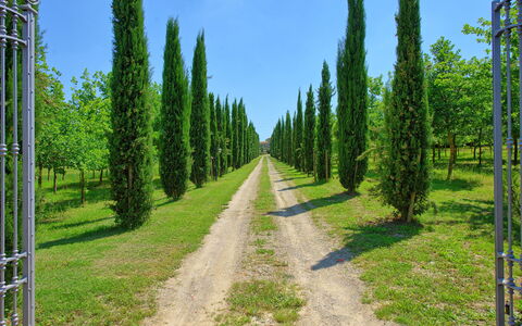 Villa Giare: Træ, Naturligt Miljø, Klitfyr, Spruce-Fir Forest, Biome, Tropisk Og Subtropisk Nåleskov, Skov, Vegetationen, Naturreservat, Naturlige Landskab