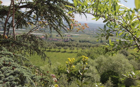 Villa Pedone: Vegetationen, Natur, Træ, Plante, Blomst, Plantesamfund, Botanik, Forår, Wildflower, Shrubland
