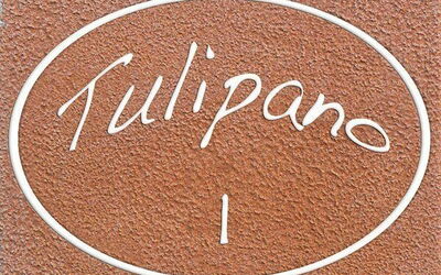Tulipano