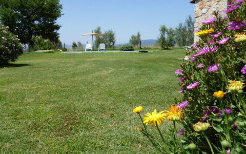 Funghi 1: Lawn, Eng, Græs, Have, Blomst, Naturligt Miljø, Gård, Græs-, Plante, Wildflower