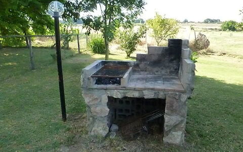 Funghi 1: Græs, Træ, Landskab, Plante, Mursten